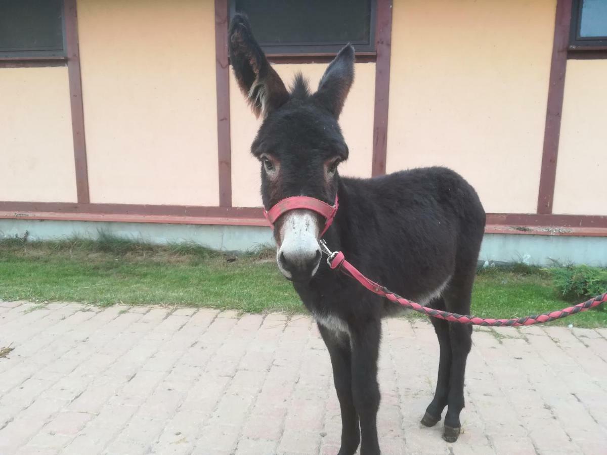 Pensjonat Przy Stajni Kierzkowo  Экстерьер фото